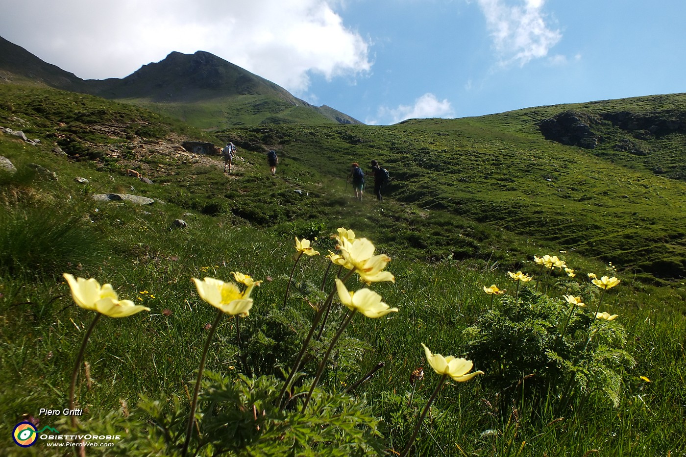 13 Pulsatilla alpina sulfurea.JPG